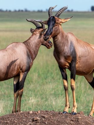 15-day multi-country South Africa tour guide with no pitfalls