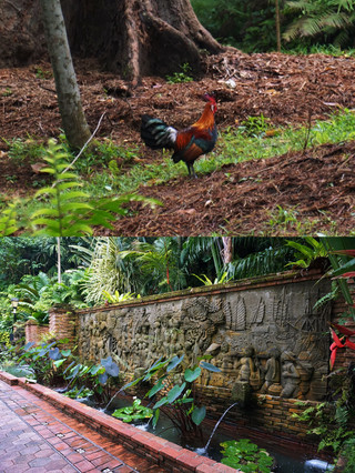 福康寧公園的網紅樹洞，排隊等了半小時，陽光剛好灑進洞口，拍出意外的好照片，走路路上都是熱帶大樹空氣很