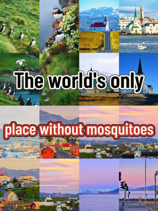 Iceland | How amazing is the place known as "mosquito-free paradise"?