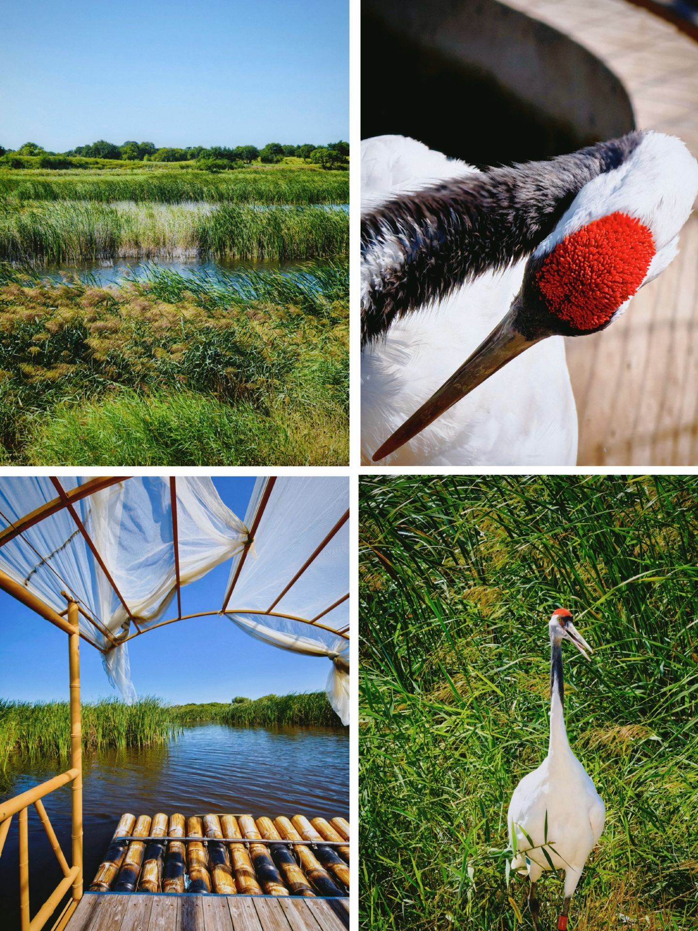 Red-crowned cranes circling overhead | Jilin's hidden wetland gem can no longer be kept a secret