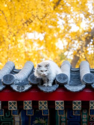 Beijing's autumn is a breathtaking vision painted in ginkgo yellow