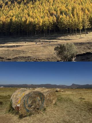 Chasing Autumn Day 6: At the foot of the Yin Mountains in Chilechuan, packing up autumn to take home