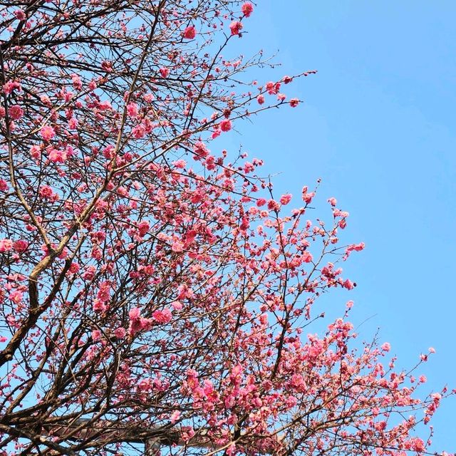 진달래,매화,산수유🌺🌼🌸 다있는 서울속 사찰 "봉은사"