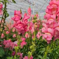 Sakura Park & Haight’s Place in Atok Benguet