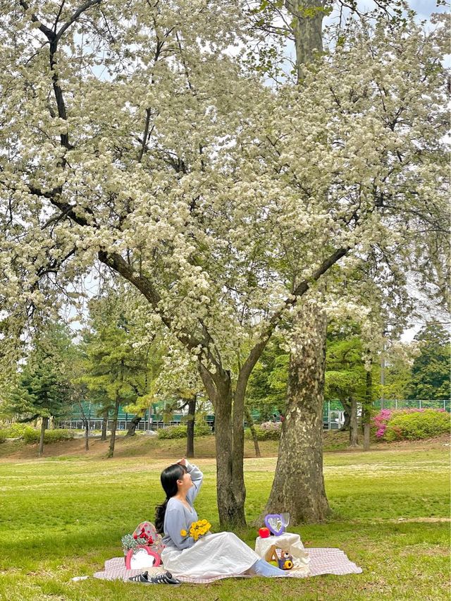 실시간 하얀 사과꽃🍏 만발한 서울 어린이대공원🌿