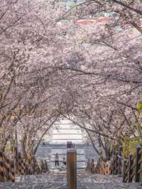 대구에서 제일 예뻤던 돌계단 🌸🪜 