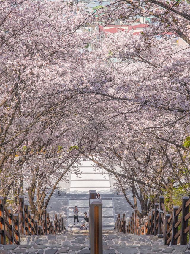 대구에서 제일 예뻤던 돌계단 🌸🪜 