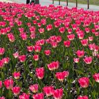 부산 도심에서 즐기는 알록달록 튤립 🌷