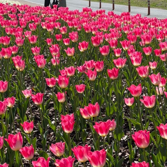 부산 도심에서 즐기는 알록달록 튤립 🌷