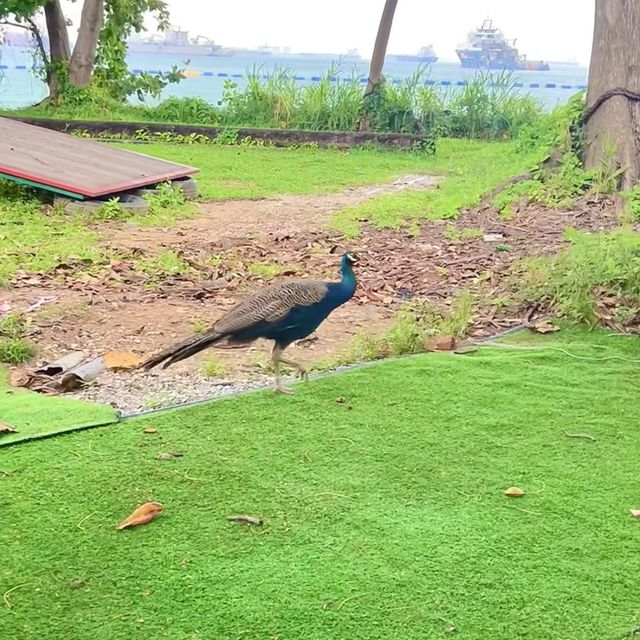 🏝️ 探索聖淘沙島：新加坡最美的度假勝地 🌴