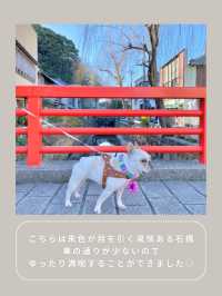 【下田】わんこと行けるインスタ映えスポット🫧