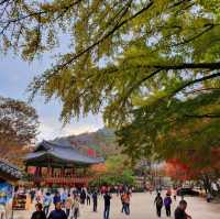 秋夕楓葉紅飄逸🍁四色匯聚內藏山
絕美景色白羊寺