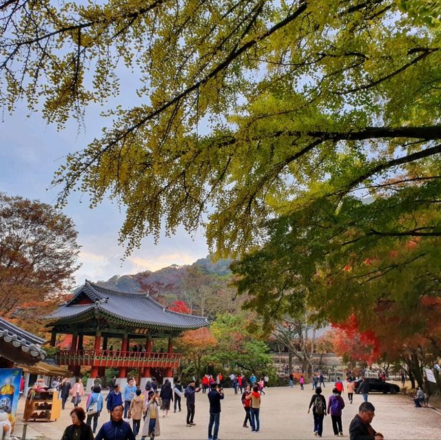 秋夕楓葉紅飄逸🍁四色匯聚內藏山
絕美景色白羊寺