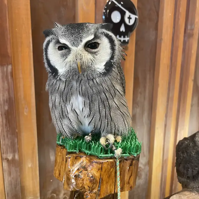 大阪❗️超可愛貓頭鷹🦉Owl Cafe Chouette