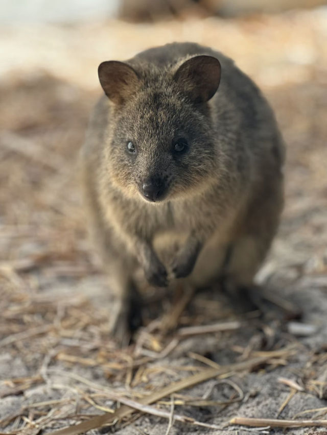 西澳的Rottnest Island：水清沙幼沙灘與微笑袋鼠的天堂！🏝️🌊🦘