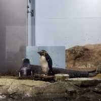 【テクノロジーが溢れる水族館】マクセル アクアパーク品川