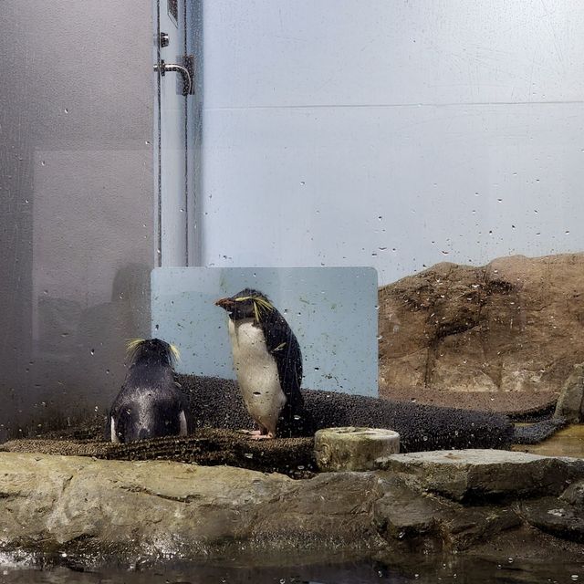 【テクノロジーが溢れる水族館】マクセル アクアパーク品川