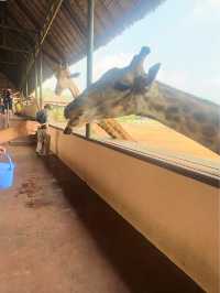 ⭐️亞洲最大動物園～Safari World