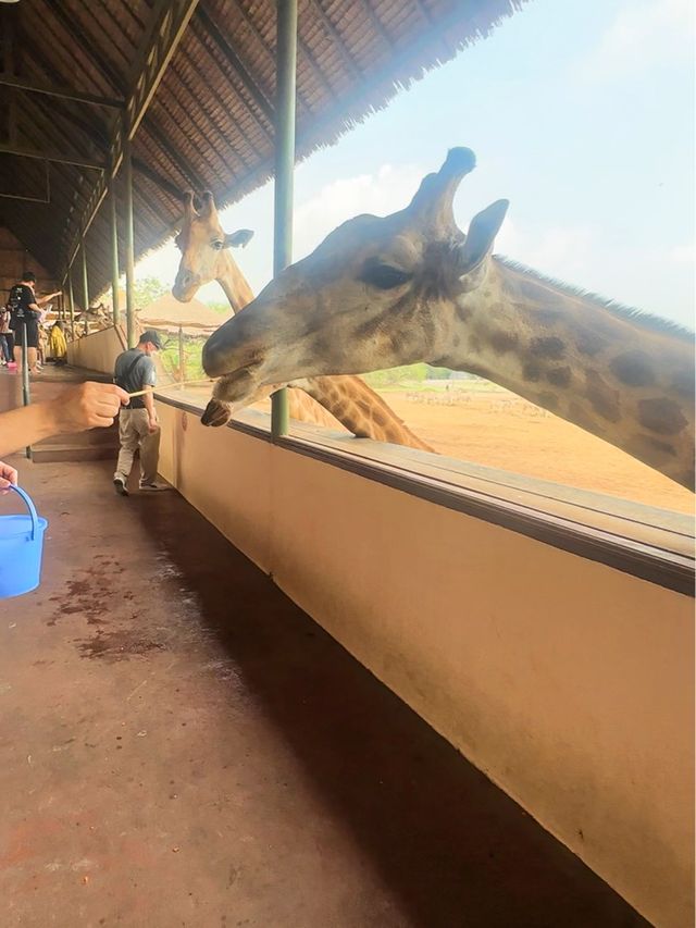 ⭐️亞洲最大動物園～Safari World