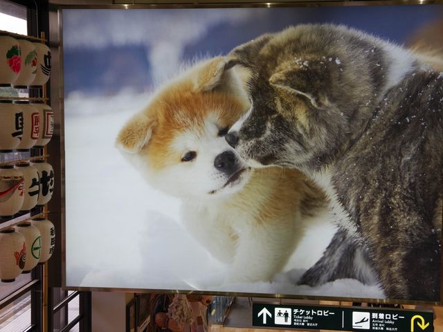 【秋田県】秋田空港✈️
