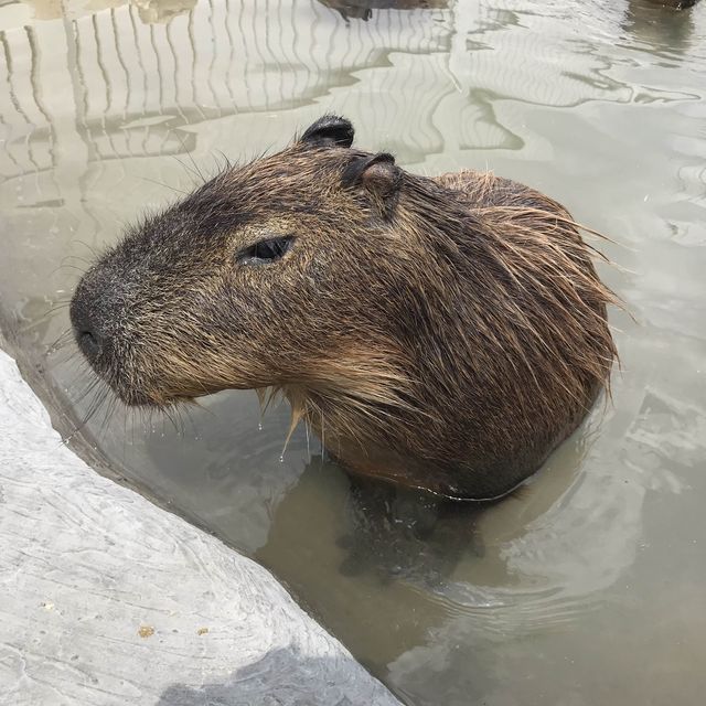 墾丁鹿ㄦ島水豚生態園區Paradise of capybara
