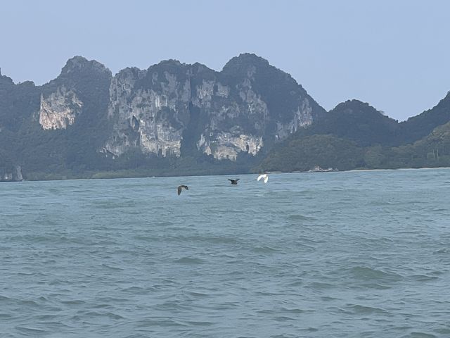 Pink Dolphins at Khanom, Nakhon Si Thammarat 