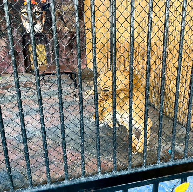 สวนสัตว์ Sriayuthaya Lion Park