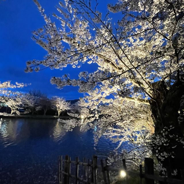 2023.4.20 弘前賞櫻