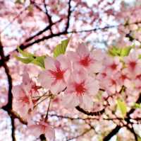 萬葉公園