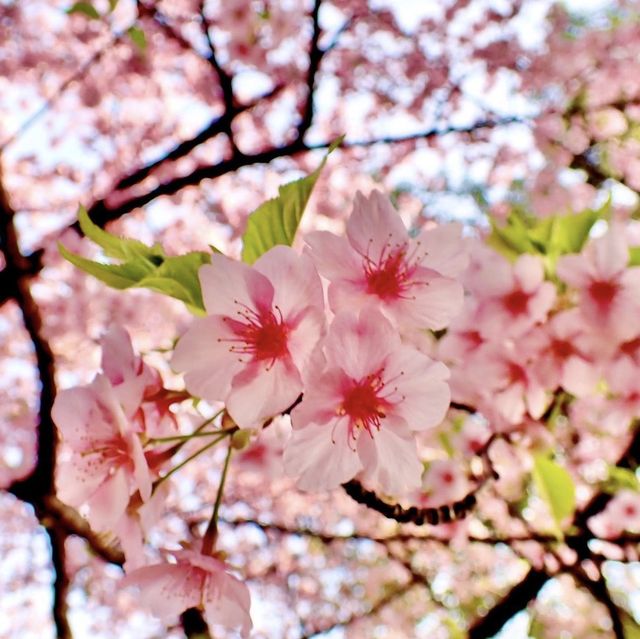 萬葉公園