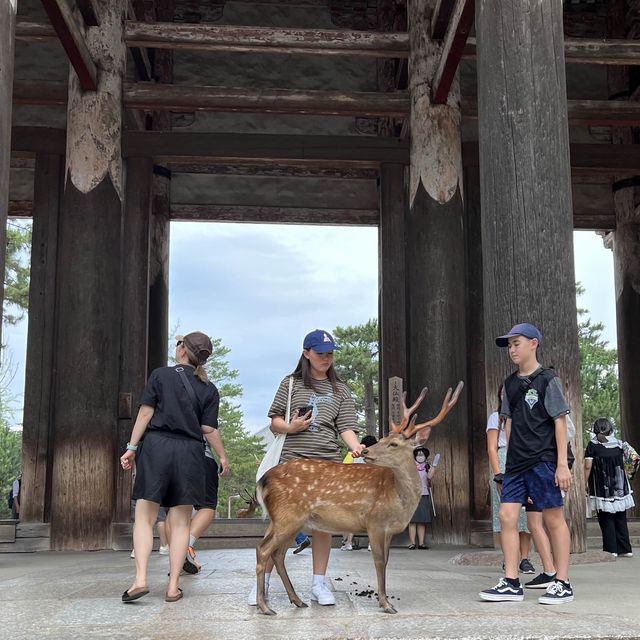 횡단보도 건너는 사슴 보신 분?! 저요!🙌