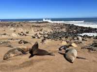 Check out seals at Cape Cross 