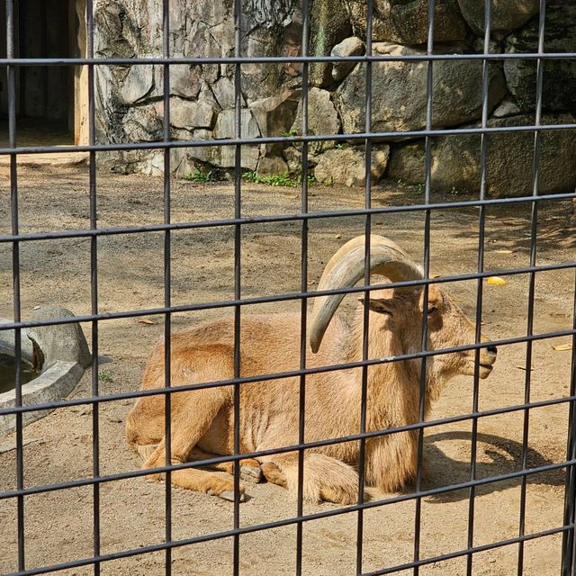 日本最古老最有名的動物園🐘🦒🐼🦌