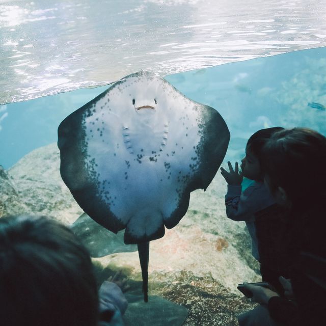 【神奈川】「新江ノ島水族館」でこの夏は新たな発見を🐟