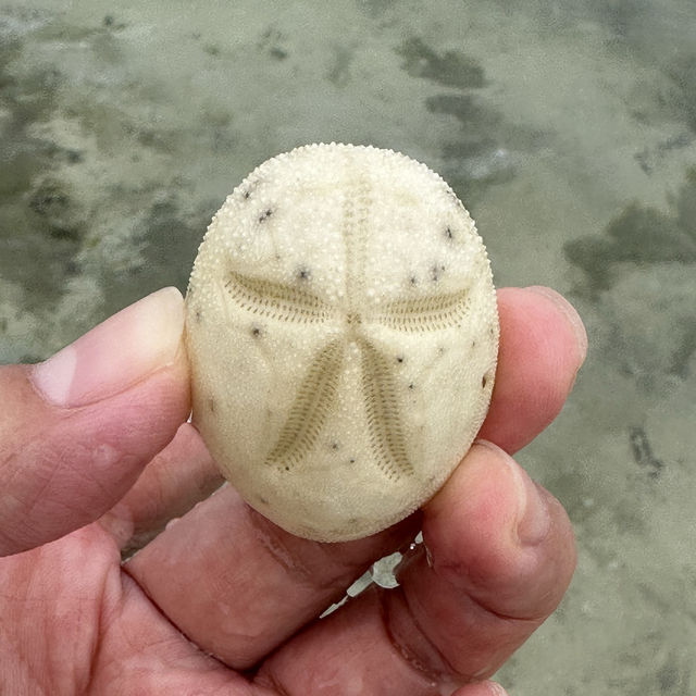 美麗的資生堂島