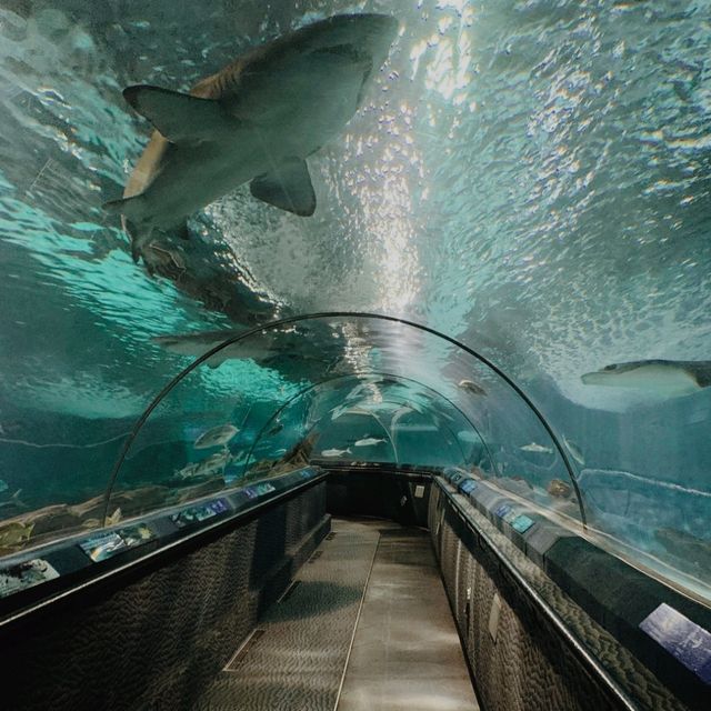 Shanghai Ocean Aquarium, Shanghai