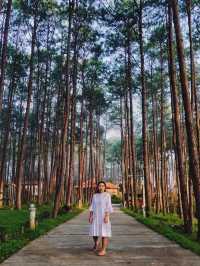 🌲สวนป่าดอยบ่อหลวง จ.เชียงใหม่