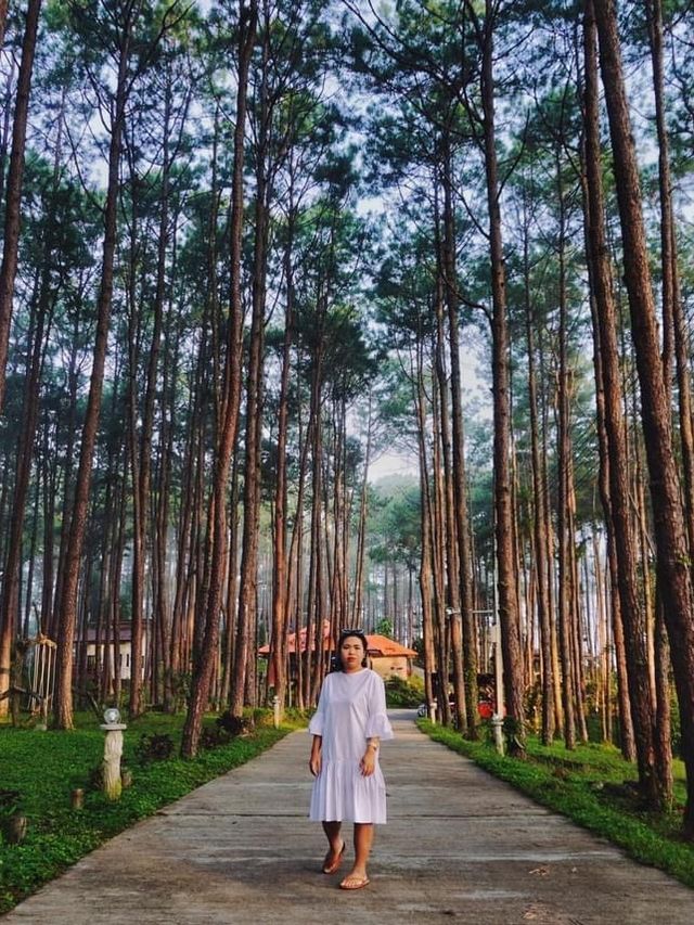 🌲สวนป่าดอยบ่อหลวง จ.เชียงใหม่