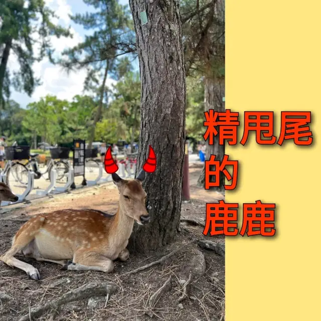 奈良公園裡餵鹿記