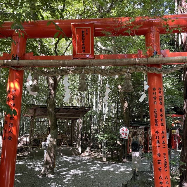 【京都府】美しい緑の絨毯、じゅうたん苔！