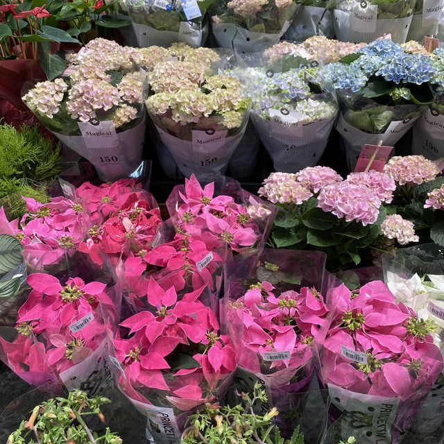 香港人都百「逛」不厭的花墟