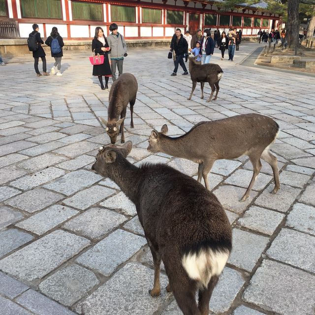 鹿群環繞的古都風情