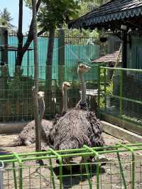 Mini Zoo in Restaurant