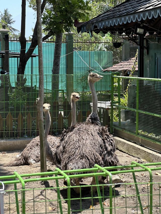 Mini Zoo in Restaurant