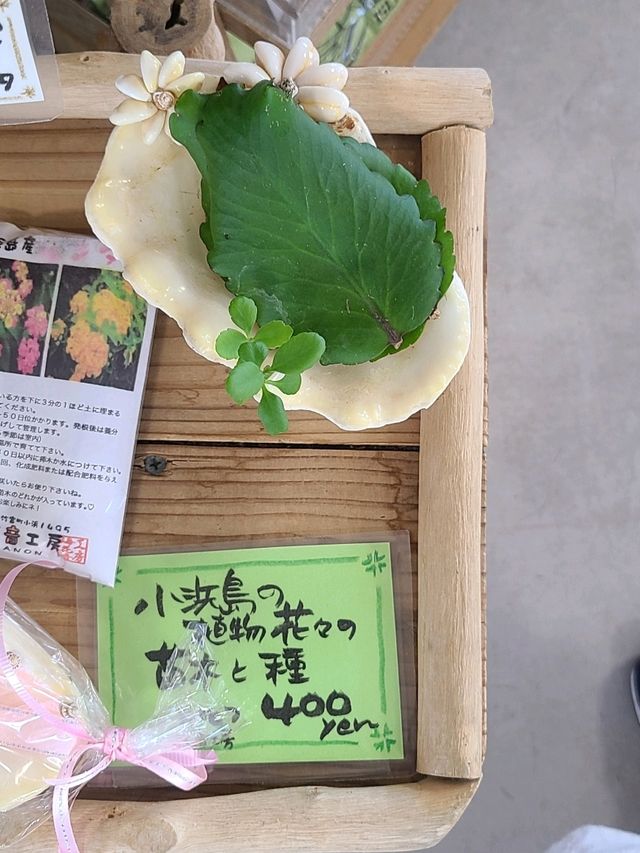 小浜島のフェリー乗り場