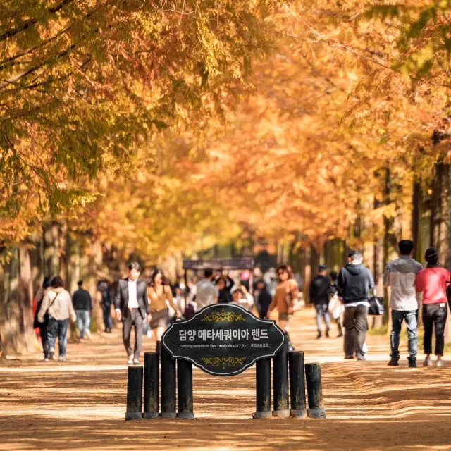 Metasequoia-gil is a place to go in Autumn 