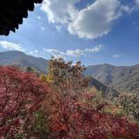 The Place with Eternal Autumn Foilage!