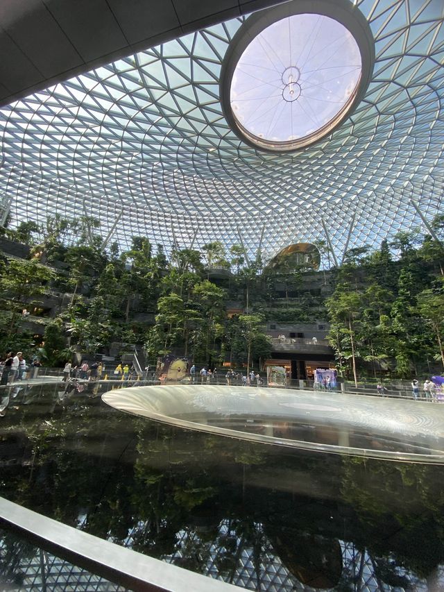 Forest in the city