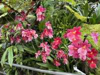 Stunning Orchids at National Orchid Gardens