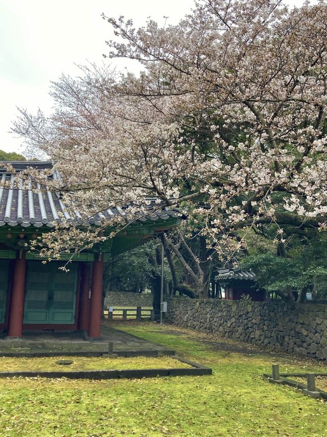 제주도 벚꽃명소
